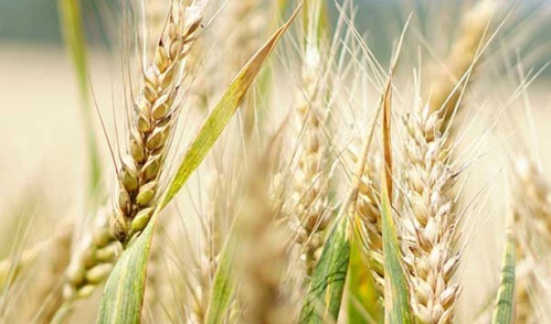 multi_peril_1224413337