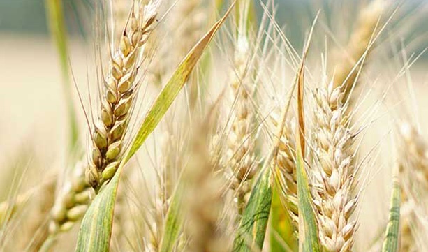 multi_peril_1224413337